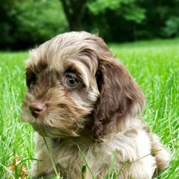 Cockapoo and Goldendoodle Puppies from Robbin's Treasures