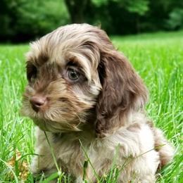 Cockapoo and Goldendoodle Puppies from Robbin's Treasures