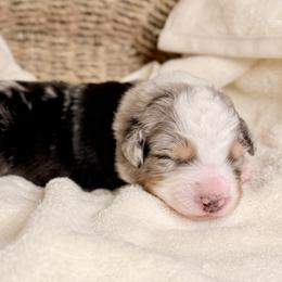 Australian Shepherd Puppies from Hannah Taylor