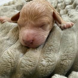 Devon - Apricot male Poodle puppy in Azle, Texas from Texas Kissed K9s