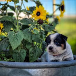 Anatolian Shepherd Dog and Australian Cattle Dog Puppies from 4D Cattle Dogs