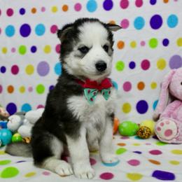 Hammer - Sable and white female Siberian Husky puppy in Lunenburg, Vermont from SNOW WOOLY HUSKY