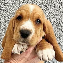 Oh Henry (gray) - Red and white male Basset Hound puppy in Kingsport, Tennessee from Bear’s Bassets