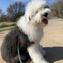 Sheepadoodle Puppies from Bns Sheepadoodles
