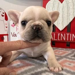Cream Girl - Cream female French Bulldog puppy in Smithfield, North Carolina from Roughneck Frenchies