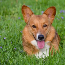 Skeeter - Pembroke Welsh Corgi