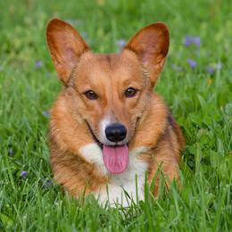 Skeeter - Pembroke Welsh Corgi