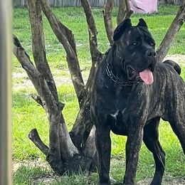 Cane Corso All Grown Up from Armonno Cane Corso