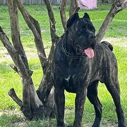 Cane Corso All Grown Up from Armonno Cane Corso