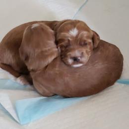 Goldendoodle Puppies from Kerri Beaufeaux
