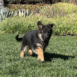 German Shepherd Puppies from Jacqueline Aguilera's German Shepherds