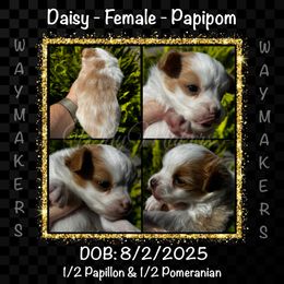 Daisy - White and lemon female Papillon puppy in Rocky Top, Tennessee from WayMaker Papillons & Poodles