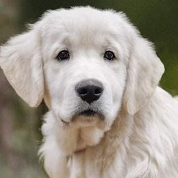 Golden Retrievers from Knotty Acres Farm
