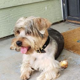 Yorkshire Terriers from Shepard's Yorkshire Terriers