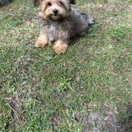 Morkie and Yorkshire Terrier Puppies from Our Yorkie and Morkie Puppies of Summerville, South Carolina.
