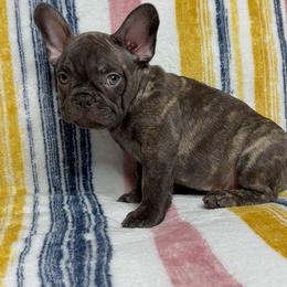 French Bulldog Puppies from South Texas Frenchies