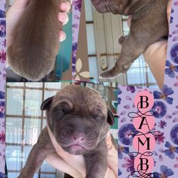 BAMBI - Fawn female Great Dane puppy in Wellsville, New York from Prophecy Danes