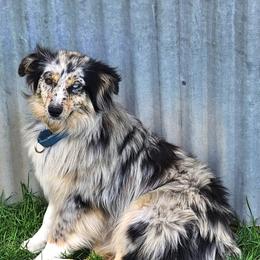 Storm - Miniature Australian Shepherd