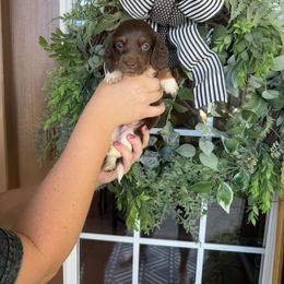 Boy 6 - Piebald male Dachshund puppy in Aurora, Missouri from Baker Farms