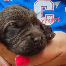 Jetty - Brown female Cockapoo puppy in Indiahoma, Oklahoma from Phamily Doodles