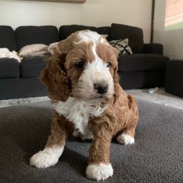 Bohm - Buff and white male Cockapoo puppy in Strasburg, Pennsylvania from Dana's Domain Cockapoos