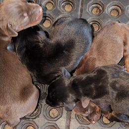 AKC Registered Full European Doberman Pinschers - Black and rust female Doberman Pinscher puppy in Fort Lauderdale, Florida from Lakewood European Dobermann Kennel