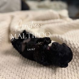 Saint - Black male Maltipoo puppy in Weatherford, Texas from Aprishew Maltipoo