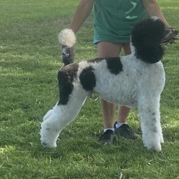 Pierce - Poodle