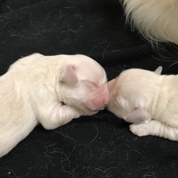 Golden Retriever Puppies from Creekside Golden Kennels