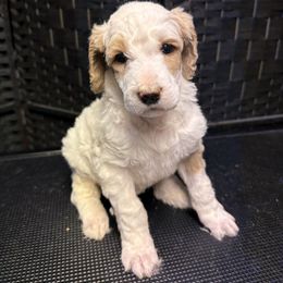 Orange collar - Parti male Poodle puppy in New Kensington, Pennsylvania from Happy puppy tails
