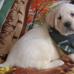 Beagle and Labrador Retriever Puppies from Badland Kennel