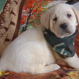 Beagle and Labrador Retriever Puppies from Badland Kennel