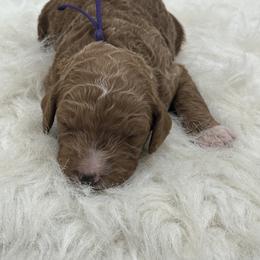 Girl 6 - Apricot female Goldendoodle puppy in Waskom, Texas from Pearls & Curls doodles & poodles