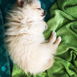Pomeranian Puppies from Yates Pomeranians