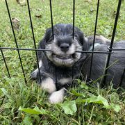 Standard Schnauzer Puppies from Uhlan Standard Schnauzers