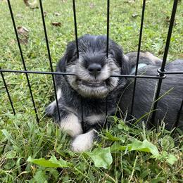 Standard Schnauzer Puppies from Uhlan Standard Schnauzers