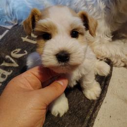 Ziggy - Parti male Miniature Schnauzer puppy in Florida from Central Florida Schnauzers