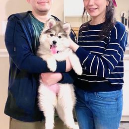 Pomsky Puppies from PomskyParadise