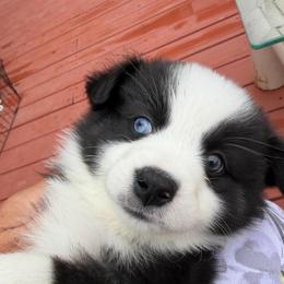 Charity - Black tri female Miniature Australian Shepherd puppy in Taylor, Arizona from Holy Ghost Ranch, Inc