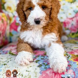 Ruby - female Bernedoodle puppy in Clinton, Oklahoma from Golden Paws Fur Babies
