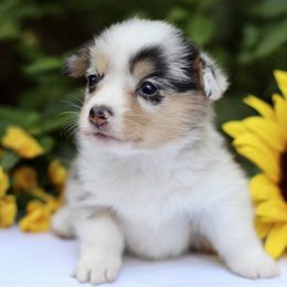 American Corgi and Basset Hound Puppies from High Hopes Hounds