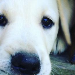 Labrador Retrievers from Range Pond Retrievers
