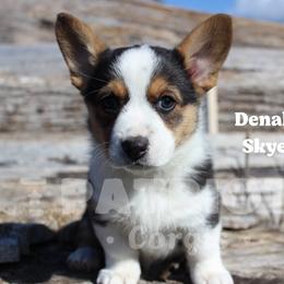 Denali Skye - Black and white female American Corgi puppy in Sedro Woolley, Washington from Patriot Corgis