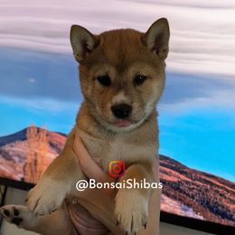 BESTIE - Red female Shiba Inu puppy in Minnesota from BonsaiShibas