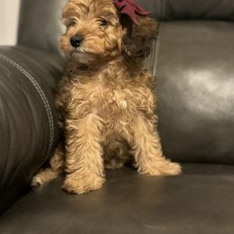 Cavapoo Puppies from ParkeLane_doodles