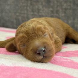 Uno - Red male Australian Labradoodle puppy in Calhoun, Louisiana from Arrowhead Australian Labradoodles