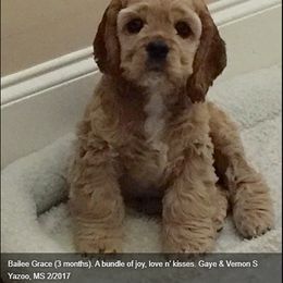 Cocker Spaniel Puppies from Chloe's Cocker Spaniels