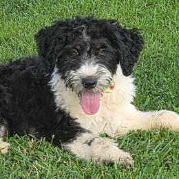 Luke- reduced Price - Black tri-color male Aussiedoodle puppy in Mouth Of Wilson, Virginia from Holly Ridge Aussies, Aussiedoodles & Corgis