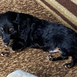 NICKI 1850 AKC - Black and tan male Dachshund puppy in Elizabethtown, Kentucky from Teeny Tiny Puppy Tails