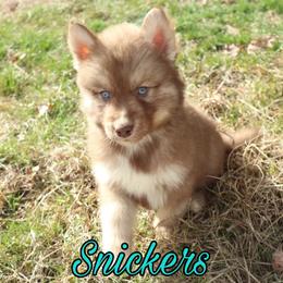 Siberian Husky Puppies from Husky Hotel